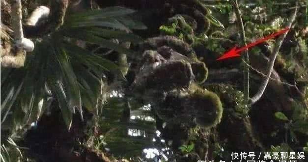 跳伞|二战飞行员跳伞挂在树上，70年后才被找到，已成白骨被藤蔓围绕