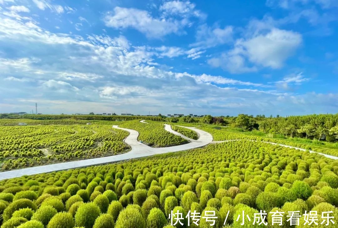 马鞭草|醉蝶花，马鞭草，地肤..