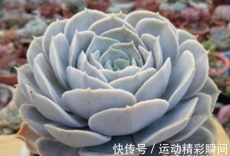 多肉圣卡洛斯,藏在鲁氏石莲背后的幽灵——粗看一样,细看却不同