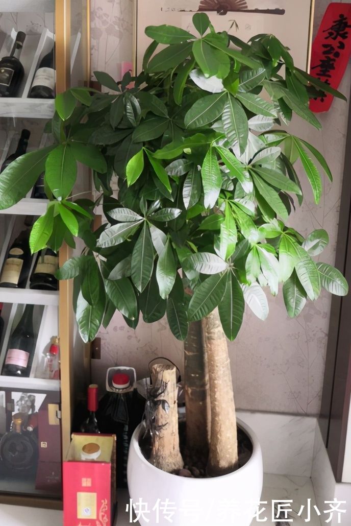 花盆|家庭养殖发财树有“三忌”，花友们一定要记住，这样才能不烂根