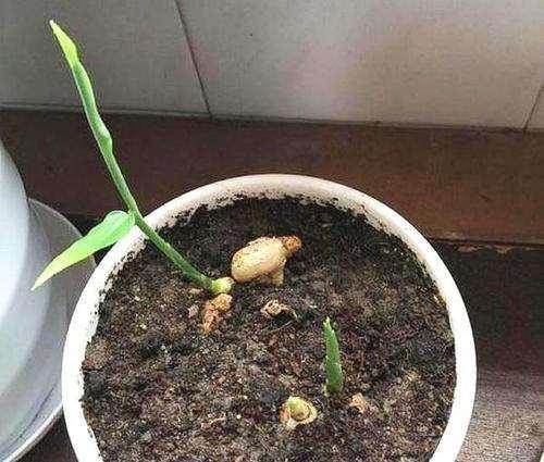 厨房吃剩的“2种菜”,随手丢盆里,秋天收获一大盆,太惊喜了