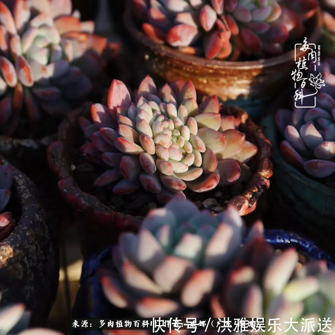 橙梦露|笼子里露养的多肉，越养越美！有多肉的日子伴着小确幸！