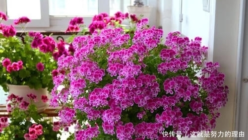 养花盆土易板结?教你几个小技巧,轻松解决,疏松肥沃,养啥旺啥