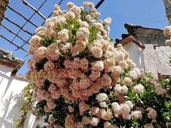 5种多肉“养不死”,1个月不浇水照样爆盆,5年养出“大老桩”