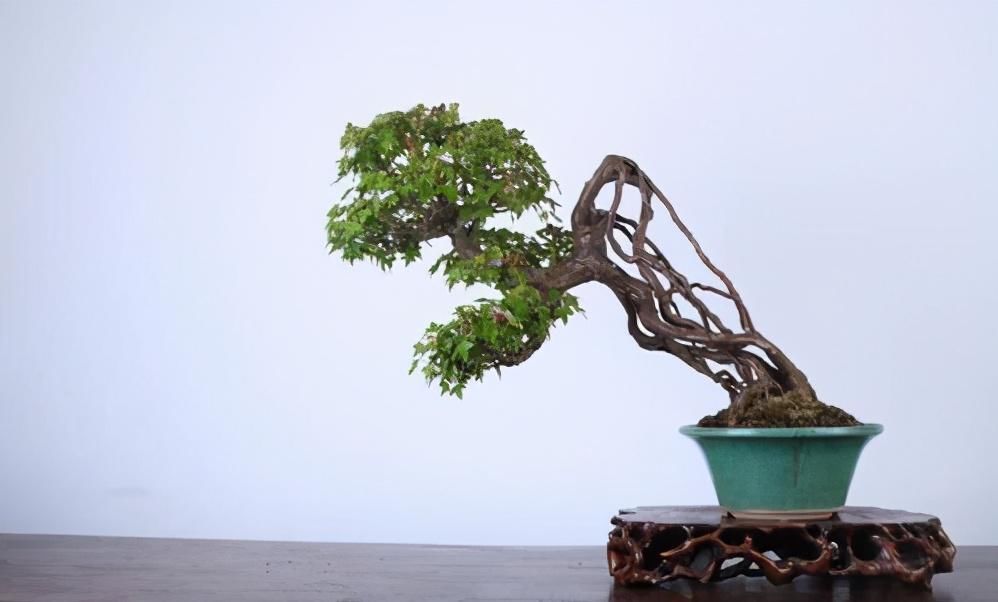 苏派盆景极具名气,这6种盆景做法精妙、极具自然之感,价值高