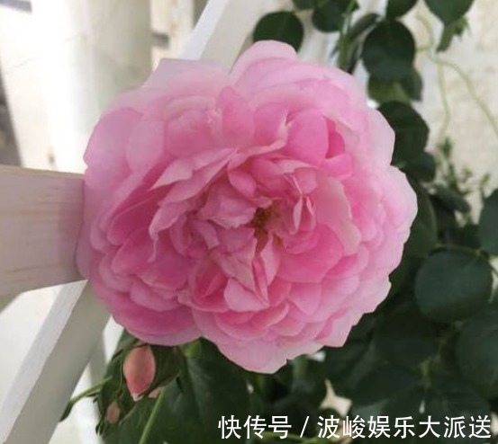 快乐园|今年最火花，一定是这款珍品月季，花大色艳，轻松爆盆，不养后悔
