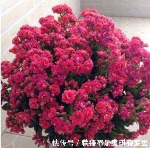 花园|4种花很耐养，沾土就能活，阳台变花园，太美了！