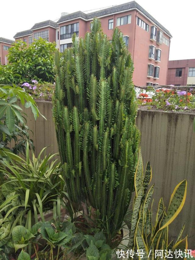 镇宅树|龙骨被誉为“镇宅树”,做好4点养护技巧,长得又高又旺盛