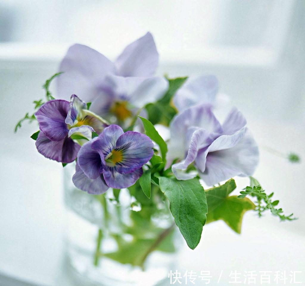 养花|养花试试这几款，花朵完全盛开集合在一起，像一个绒球，非常有趣