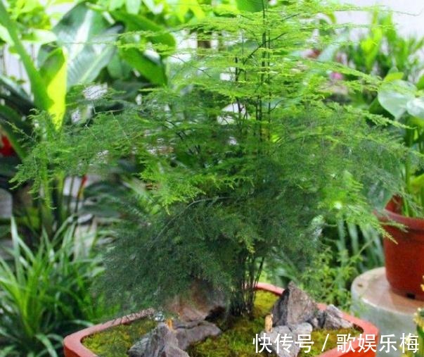 君子兰|容易被水浇死的“14种花”,手太勤反而养不活