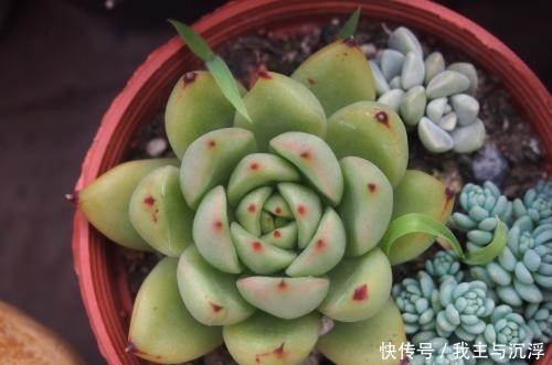 6种多肉“又美又难养”,新手不敢碰,浇水必黑腐,一入夏就剩盆!