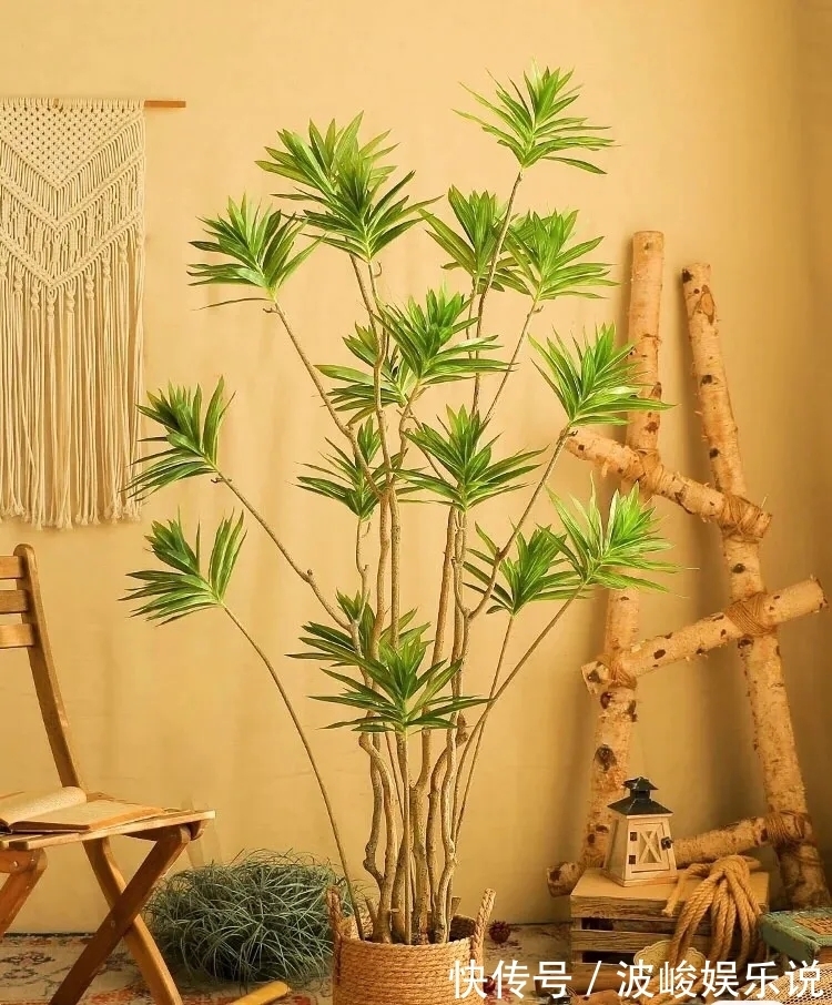 绿森林|8种“漂亮花”别晒大太阳,一晒就耷拉,客厅不见光,养成绿森林