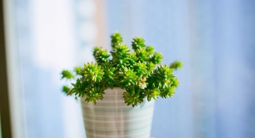 养多肉，在这些“时候”真的不需要动手控水