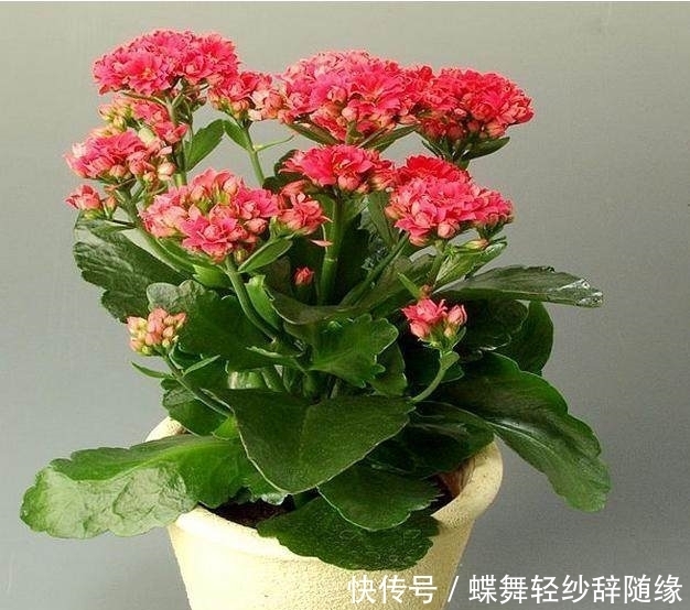 凤仙花|这几种花期超长的花卉，家里种上一盆天天有花赏，最后一种特霸气