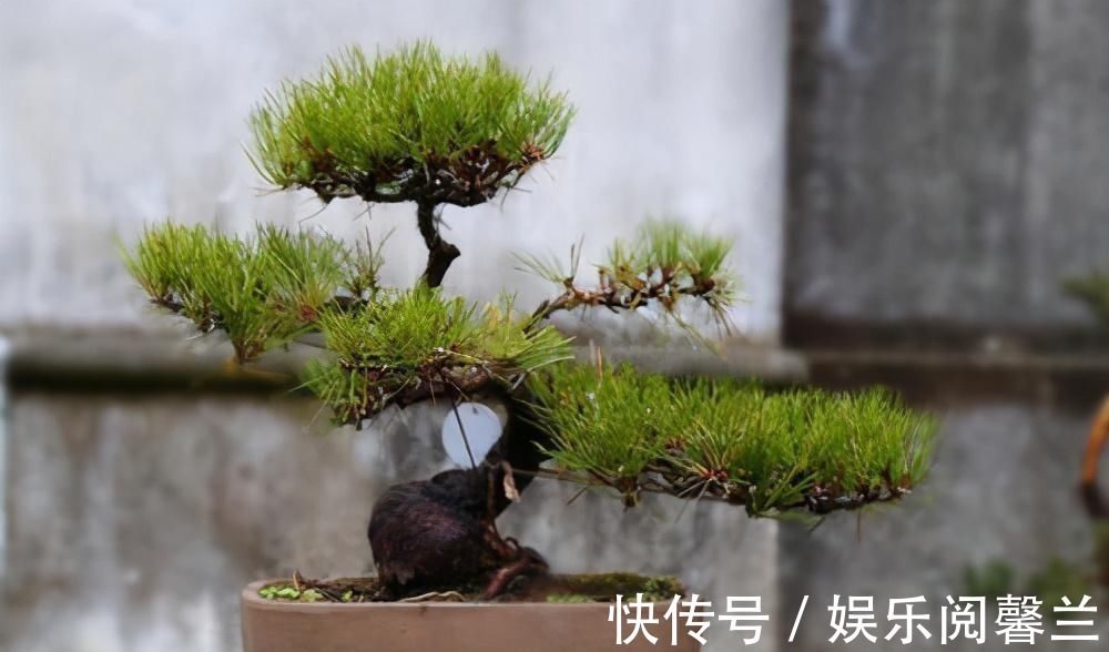 养护|苏派盆景极具名气,这6种盆景做法精妙、极具自然之感,价值高