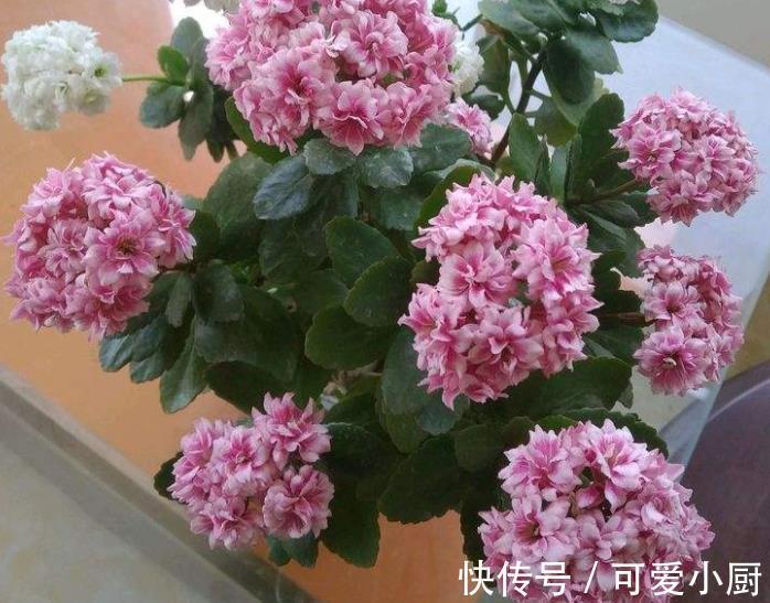 骨头|想要长寿花开爆盆?家里2种垃圾掺在花盆里,花苞多开花美