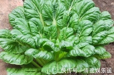 野菜|农村一种野菜像“莲花座”,农民称它植物维生素,在城市广受追捧