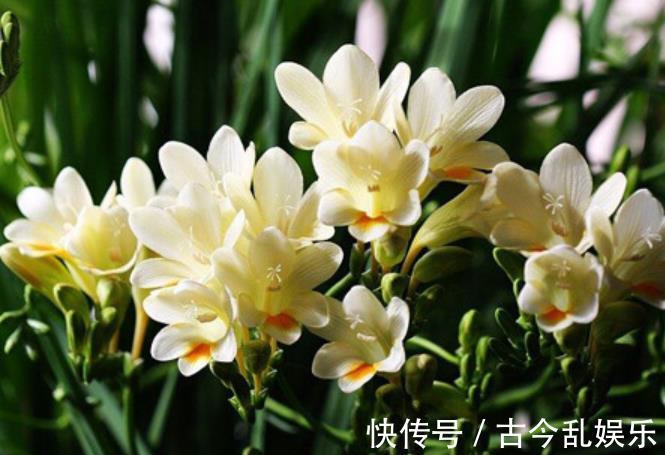 国庆之前,5种花养一盆正当时,枝繁叶茂,冬春早开花