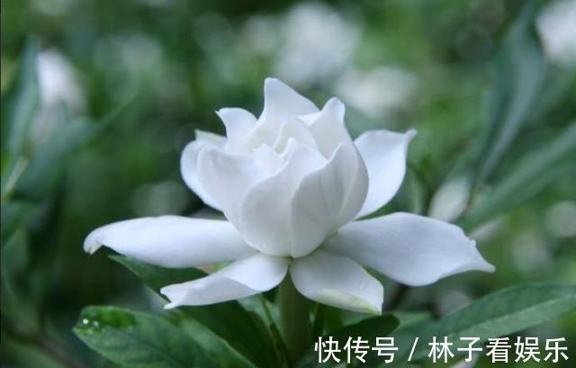 花期|马上就是栀子花的花期了,提前做好几点,花苞多,开花又大又香