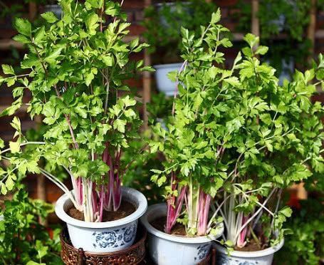 寒性体质|便秘别用开塞露了，常吃这几种食物，排出黑臭宿便，赶走老便秘