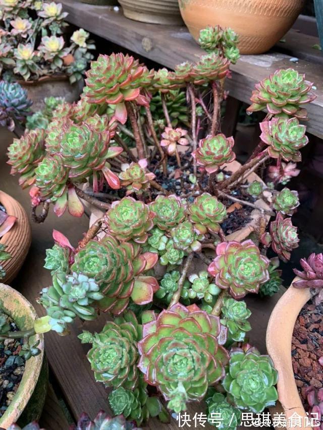 酥皮鸭|十几年的多肉“妖精”,自然老桩头,造型太美