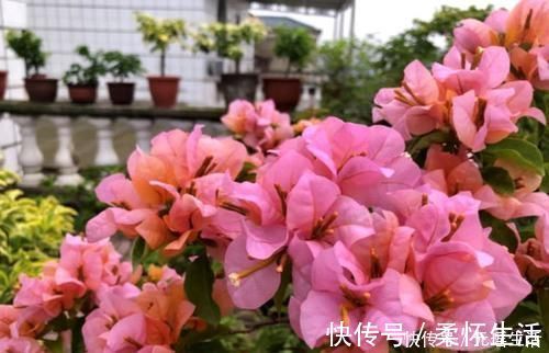 开花|您的三角梅在开花吗？知道几个小技巧，花开又大又艳开爆盆