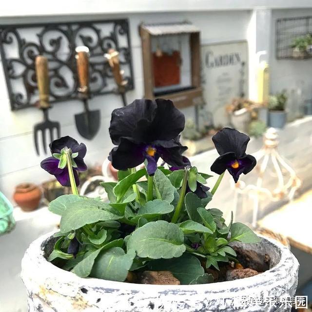 毛地黄|小空间花园打造指南丨四季开花不断，她是怎么做到的？