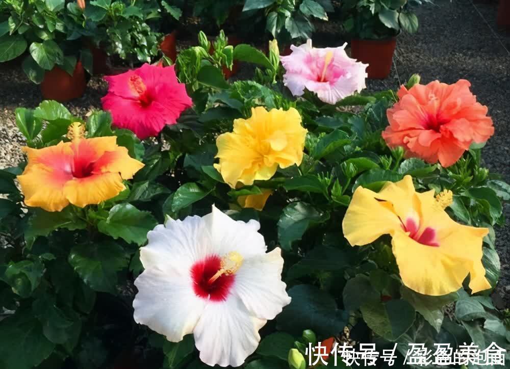 茉莉花|喜欢天天晒太阳的“6种花”，越晒花越艳花越大，太好看了吧