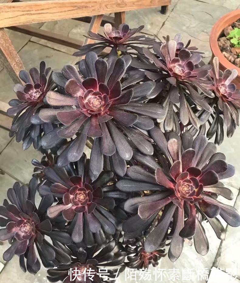 多肉|看到他养的多肉,我才知道法师有多扛晒