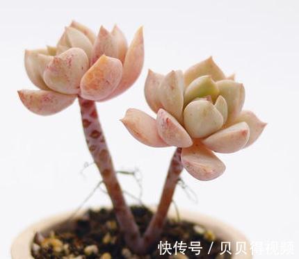掌握好以下养护步骤,多肉植物白牡丹,越养越傲娇