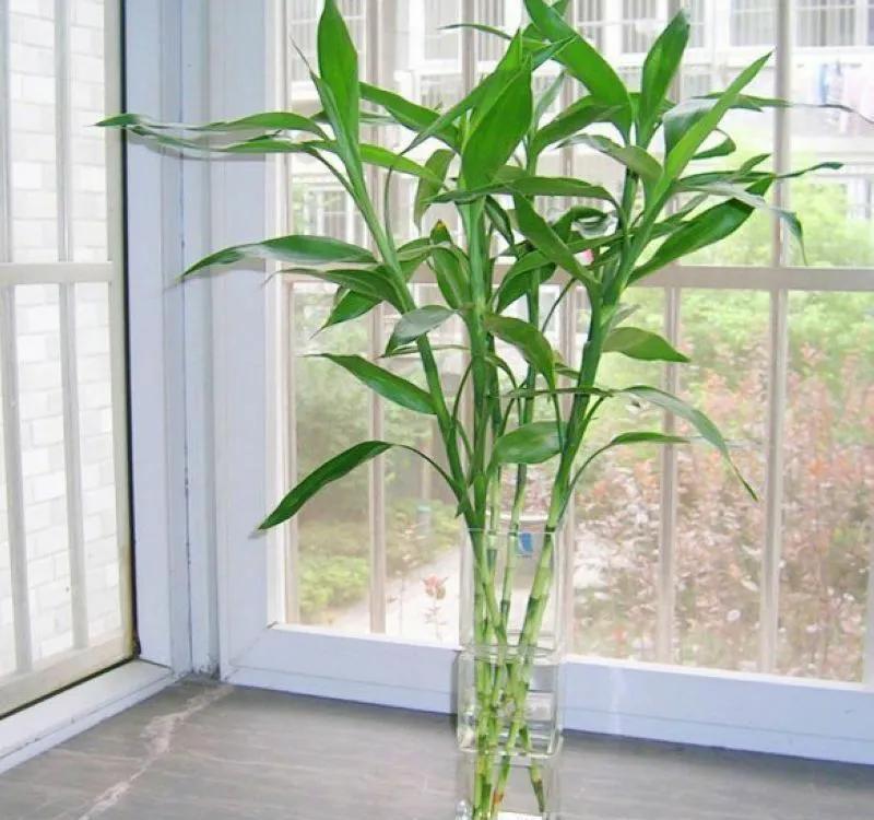 这些花卉很好养，没有阳光也能活，种到室内准没错，大气又美观