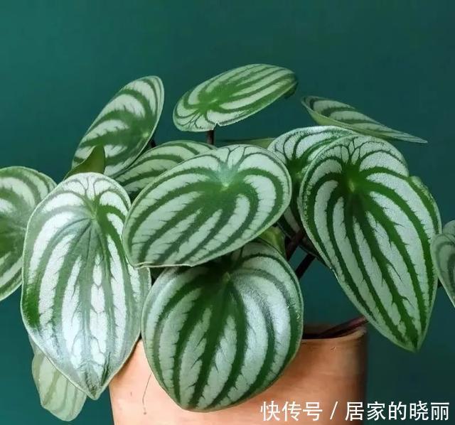 家里养几盆西瓜皮椒草,耐阴又好养,叶片自带花纹,清新又可爱