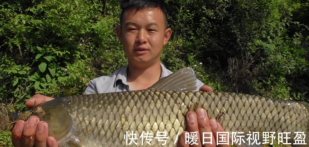 鱼层|夏季是垂钓草鱼的黄金季节,那么我们该如何去钓呢?