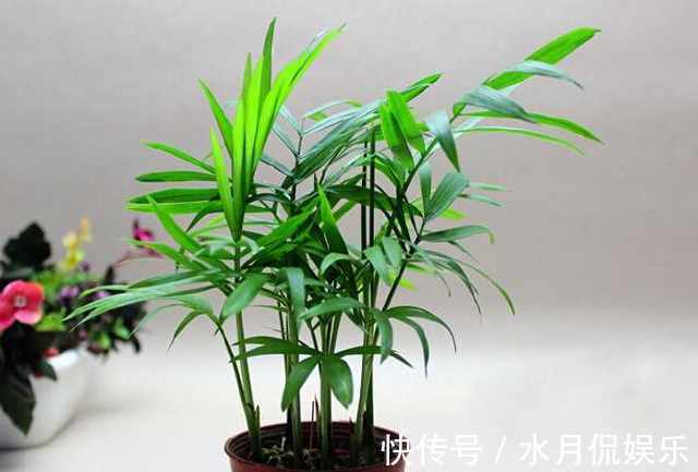 腐叶土泥炭土|除了绿萝你还可以选择它，一种特别适合室内养的绿植