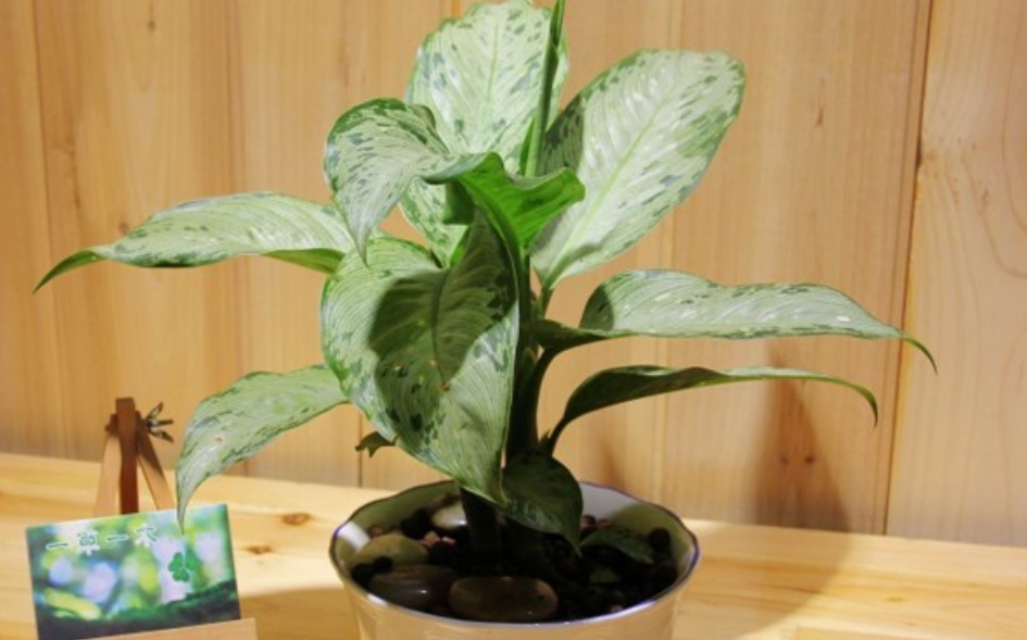 “人养花，花养人”，聪明人都养这3种花，寓意好、作用多