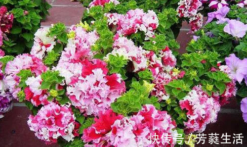 此“花”超美,一花2色,花多易爆盆,看花200天,还很好养