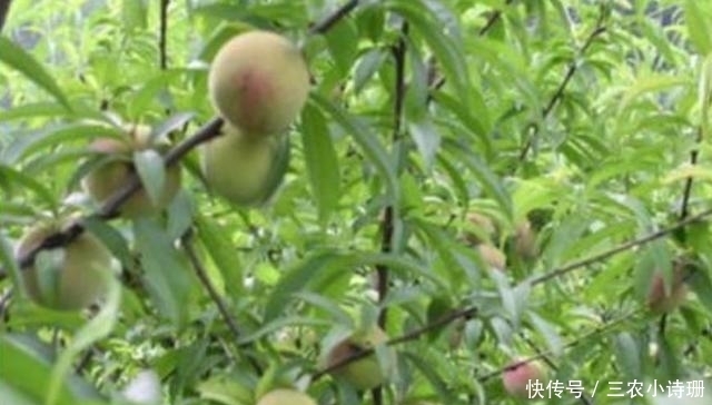 全都|山村的这4种野果子, 现在已经不常见, 全都吃过才算真正的山村娃