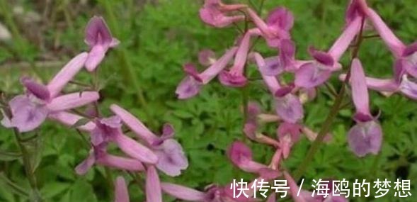 祛风|有一味不被重视的中药,一粒金丹,能祛风除湿、活血通络