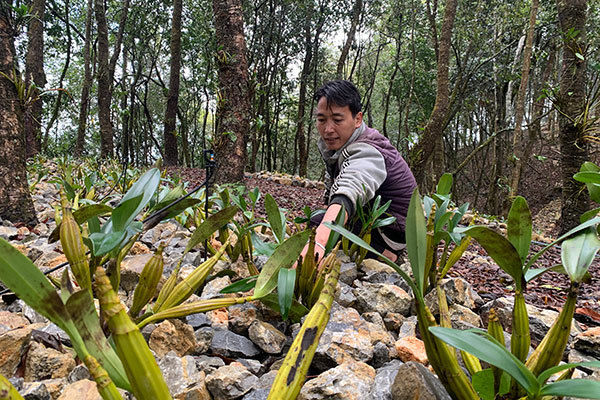 龙血竭|普洱思茅：打造品牌化、产业化生物医药