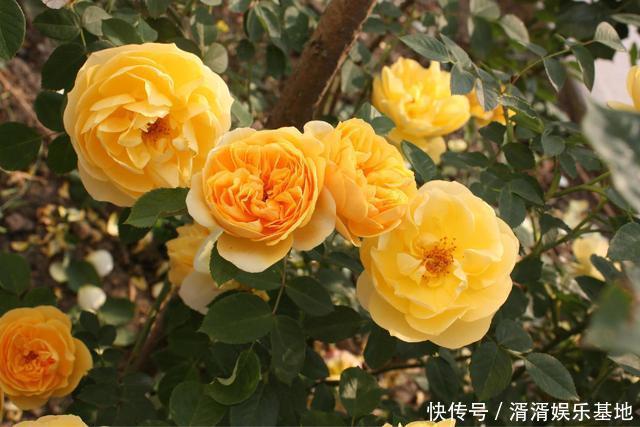 养花|夏天来了,花卉扦插要跟上!这几种花,天气热生根快,还能窜花芽