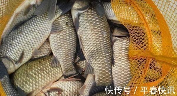 鱼情|冬钓聚鱼技巧,打窝诱鱼只是基本,以鱼诱鱼,才能做到鱼口不间断