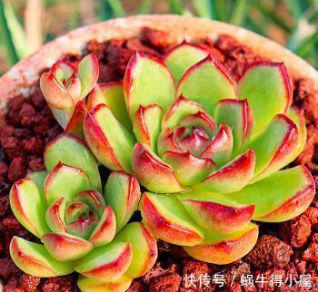 群生|安徽大妈养一多肉可真美,长成群生手捧花,叶子自带红边边