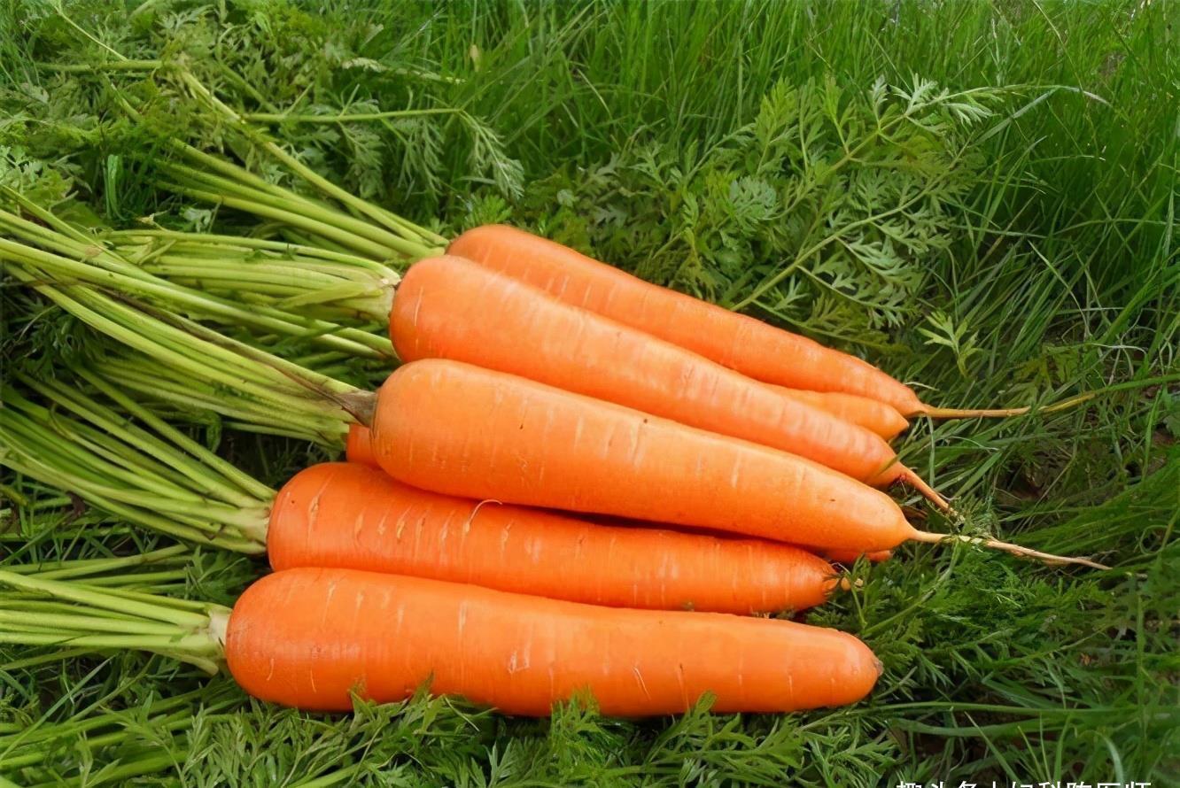 食物|会吃的人更长寿,推荐3种食物,补血益气,生津养胃,谁吃谁健康