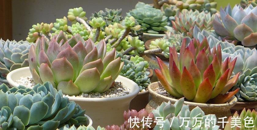 爆盆|适合新人养殖的5款多肉，它们好看又易爆盆，拿来练手正好