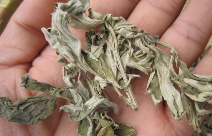 宝贝|常被老农忽视的乡野杂草,却样样都是宝贝,深受老中医的喜爱