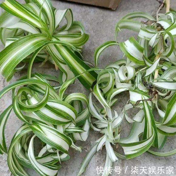 绿萝、吊兰变异了这些品种，你未必都见过！