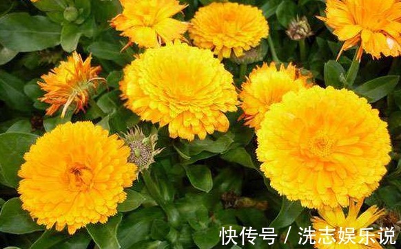 盆栽|喜欢养菊，不如养盆“金盏菊”，花色鲜艳夺目，花期长室内盆栽养