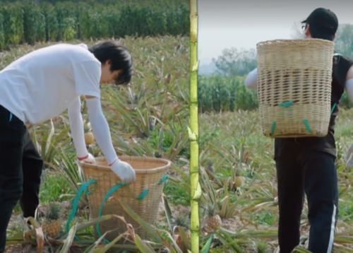 黄磊|张子枫摘菠萝摔倒,谁注意第一个冲过去关心的人偶像剧都没这么甜