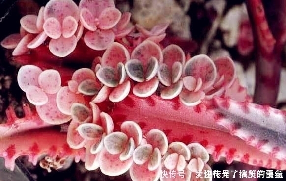 不死鸟|有一种不死花,一片叶子就可重生,开出来的花让很多人如痴如醉!