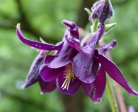 5种不怕冷的花,零下30度开花,有院子的,种起来